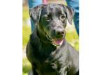 Adopt Maddie a Labrador Retriever / Mixed dog in Jackson, MS (41129839)