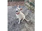 Adopt Rose a Mixed Breed (Medium) / Mixed dog in Greensboro, NC (41009841)