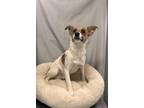 Adopt Drax a Mixed Breed (Medium) / Jack Russell Terrier / Mixed dog in