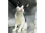 Adopt Silverio a American Shorthair / Mixed (short coat) cat in San Diego
