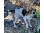 Adopt Gretchen a White - with Black Coonhound / Mixed dog in Owenton