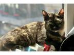 Adopt Penny Lane a Spotted Tabby/Leopard Spotted Domestic Shorthair / Mixed cat
