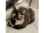 Adopt Penny Lane a Spotted Tabby/Leopard Spotted Domestic Shorthair / Mixed cat