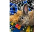 Adopt Winnie a Lionhead rabbit in Mattawan, MI (41129589)