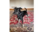 Adopt SKITTLES a Black - with Gray or Silver German Shepherd Dog / Mixed dog in
