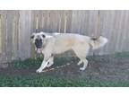 Adopt K.S. Andi a Great Pyrenees / German Shepherd Dog / Mixed dog in Norman