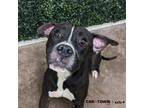 Adopt Joe a Pit Bull Terrier / Mixed dog in Lexington, KY (41102191)