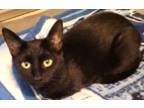 Adopt Miss Moon a All Black Domestic Shorthair / Domestic Shorthair / Mixed cat