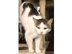 Adopt Kit Kat a White Domestic Shorthair / Domestic Shorthair / Mixed cat in