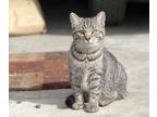 Adopt Pauli a Tiger Striped Domestic Shorthair (short coat) cat in Morris