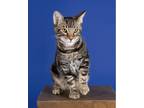 Adopt Tiger a Spotted Tabby/Leopard Spotted Tabby (short coat) cat in Monterey