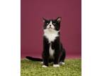 Adopt Jack a Black & White or Tuxedo Domestic Shorthair (short coat) cat in