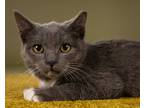 Adopt Sugar a Gray or Blue Domestic Shorthair (short coat) cat in Monterey Park
