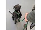 Adopt Mateo a Black American Pit Bull Terrier / Labrador Retriever / Mixed dog