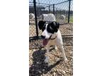 Adopt Pomegranate a White Mixed Breed (Large) / Mixed dog in Oskaloosa