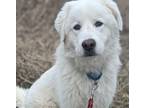 Adopt Mark a White Maremma Sheepdog / Mixed Breed (Medium) / Mixed (short coat)