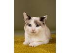 Adopt Prince a Cream or Ivory Domestic Shorthair (short coat) cat in Monterey