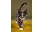 Adopt Blue a Gray or Blue (Mostly) Domestic Shorthair (short coat) cat in