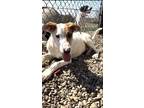 Adopt Sam a White Pointer / Mixed dog in Oskaloosa, IA (40182122)