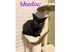 Adopt Shadow a All Black Domestic Shorthair (short coat) cat in schenectady