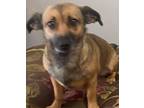 Adopt Lelia a Tan/Yellow/Fawn - with Black Dachshund / Chiweenie / Mixed dog in