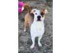 Adopt Ella a White - with Red, Golden, Orange or Chestnut Basset Hound / Pit