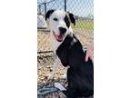 Adopt Sage a Black Great Dane / Mixed dog in Oskaloosa, IA (40549845)