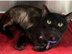 Adopt GAVIN a All Black Domestic Mediumhair / Mixed (medium coat) cat in Tustin