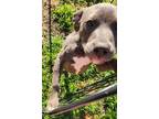 Adopt Serendipity a Gray/Blue/Silver/Salt & Pepper Pit Bull Terrier / Mixed dog