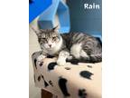 Adopt Rain a Gray, Blue or Silver Tabby Domestic Shorthair / Mixed Breed