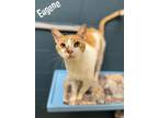 Adopt Eugene a White Domestic Shorthair / Domestic Shorthair / Mixed (short