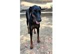 Adopt California a Black Doberman Pinscher / Mixed (short coat) dog in Grand