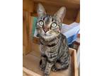 Adopt Sophie a Brown Tabby Domestic Shorthair / Mixed Breed (Medium) / Mixed