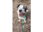 Adopt Madeline a Merle Border Collie / Mixed dog in Scottsdale, AZ (41128721)
