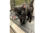 Adopt Sylas a All Black Domestic Shorthair (short coat) cat in Geneseo