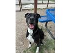 Adopt Jobe a Black American Pit Bull Terrier / Mixed Breed (Medium) / Mixed