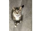 Adopt Bob Ithan a Brown Tabby Domestic Shorthair (short coat) cat in