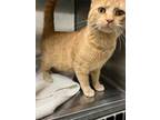 Adopt Tierny a Orange or Red Tabby Domestic Shorthair (short coat) cat in