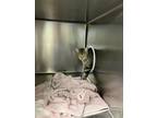 Adopt Lokie a Brown Tabby Domestic Shorthair (short coat) cat in Geneseo