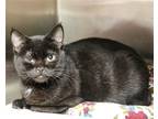 Adopt Daphne 5 a All Black Domestic Shorthair / Mixed (short coat) cat in Fargo