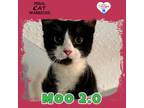 Adopt Moo 2.0 a Domestic Shorthair / Mixed (short coat) cat in Kingman