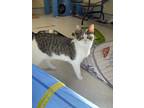 Adopt Scarlet a White Domestic Shorthair / Domestic Shorthair / Mixed cat in