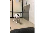 Adopt Stacey a White American Pit Bull Terrier / Mixed Breed (Medium) / Mixed