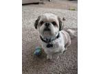 Adopt Oscar a White - with Tan, Yellow or Fawn Shih Tzu / Mixed dog in Sidney