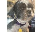 Adopt Emmaline a Black Shih Tzu / Mixed dog in Prole, IA (41127574)