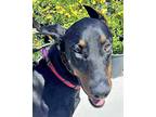 Adopt Teddy a Black - with Tan, Yellow or Fawn Doberman Pinscher / Mixed dog in