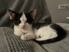 Adopt Purrcy Jackson a Black & White or Tuxedo Domestic Shorthair (short coat)