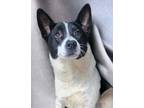 Adopt Pogo a Australian Cattle Dog / Border Collie / Mixed dog in El Dorado