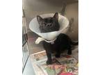 Adopt Romeo a All Black Domestic Shorthair / Domestic Shorthair / Mixed cat in