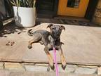 Adopt Nala a Terrier (Unknown Type, Medium) / Mixed dog in Los Angeles